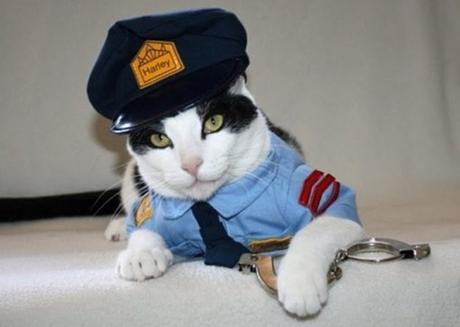 Top 10 Crime Fighting Police Cats