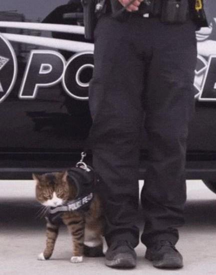Top 10 Crime Fighting Police Cats