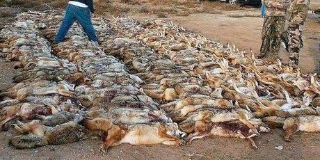 Nevada: It’s Time to End Wildlife Killing Contests–Petition