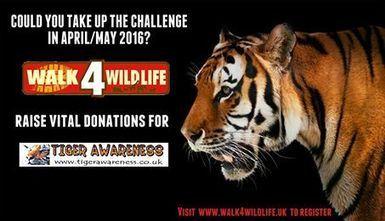 SAVING TIGERS MEANS ~ SUPPORTING THE “LEGIT ORGS.” ON THE GROUND