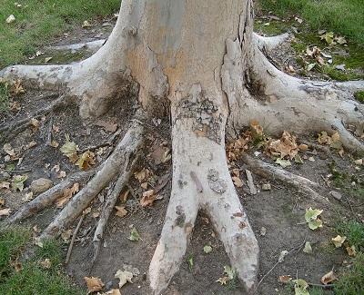 How to Prevent Tree Roots from Destroying Your Plumbing