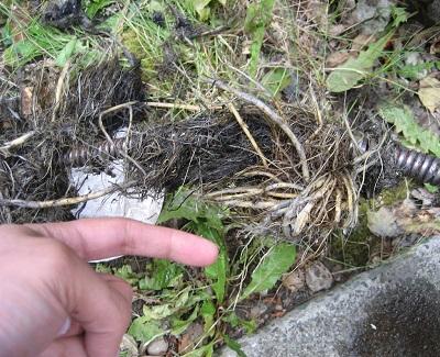 How to Prevent Tree Roots from Destroying Your Plumbing1