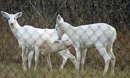 Ghost deer haunt New York cold war bomb site under threat from developers