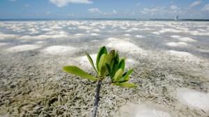 mangrove-plant
