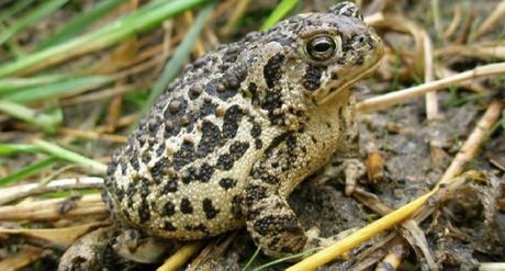 Biologists Brought Wyoming Toads Back From the Brink of Extinction