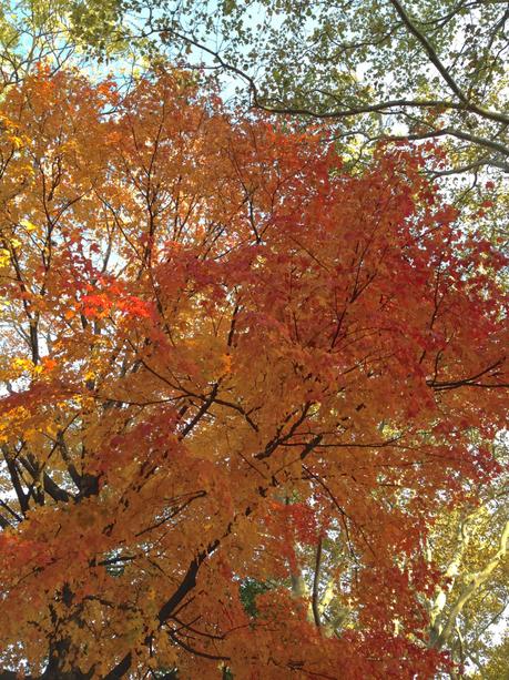 Fall Colors 