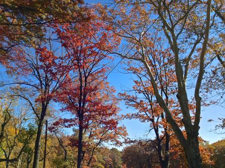 Fall Colors 