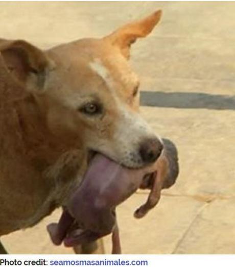 homeless dog saves newborn from garbage dump