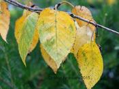 Foliage Follow November 2015