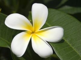 Top Sri Lankan Flower Songs
