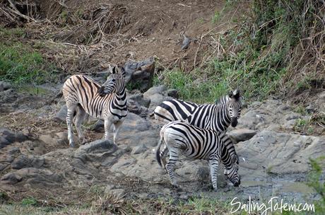zebras at watering hole