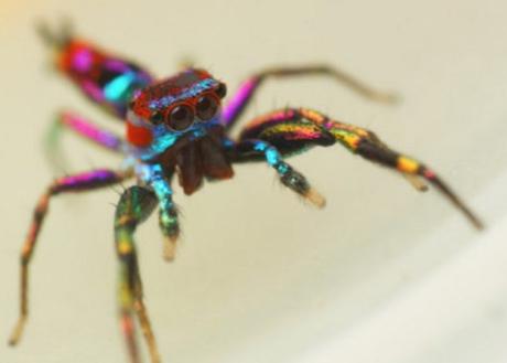 Top 10 Amazing Naturally Rainbow Coloured Animals
