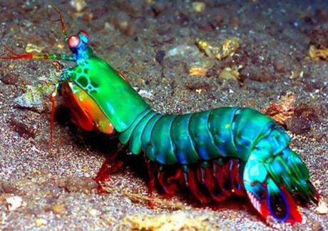 Top 10 Amazing Naturally Rainbow Coloured Animals