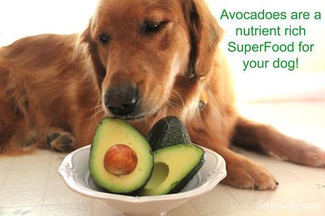 Avocado as a superfood for dogs with #AvoDermNatural Revolving Menu dog Food Trial #ad