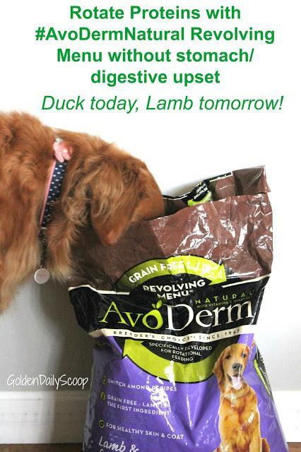 How to avoid food sensitivities and allergies with #AvoDermNatural Revolving Menu dog Food Trial #ad