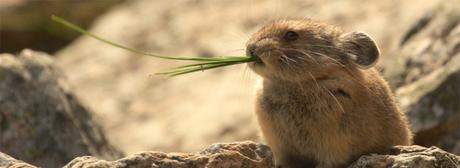 Take Extinction Off Your Plate