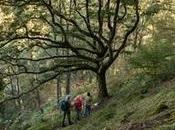 Ancient Woodlands Being Bulldozed Patrick Barkham