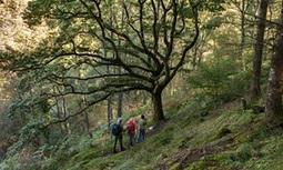 Our ancient woodlands are being bulldozed | Patrick Barkham