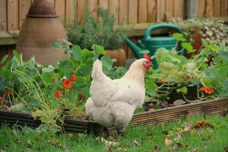 veg patch