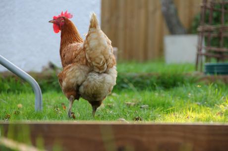 garden hen