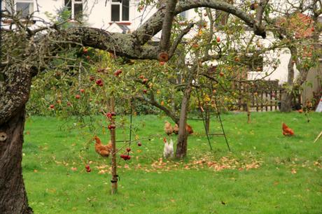 hens in a garden