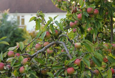 apple tree