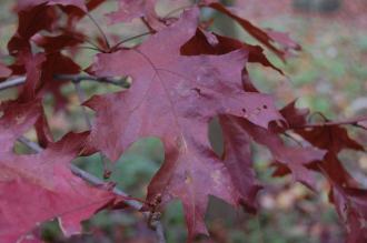Quercus shumardii Autumn Leaf (08/11/2015, Kew Gardens, London)