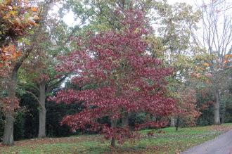 Quercus shumardii Autumn (08/11/2015, Kew Gardens, London)