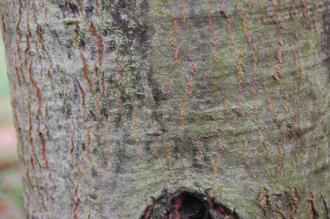Quercus shumardii Bark (08/11/2015, Kew Gardens, London)