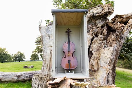 Viola used as an apiary at Bride & groom under willow tree Langar Hall Wedding Photography