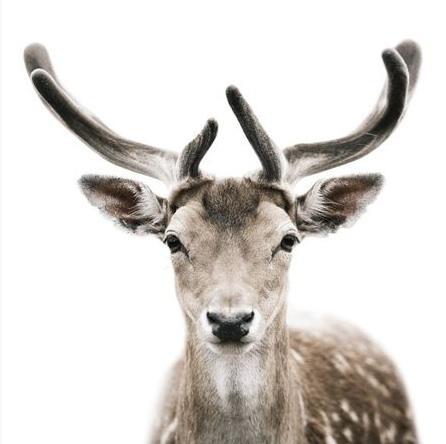 Oh Deer!