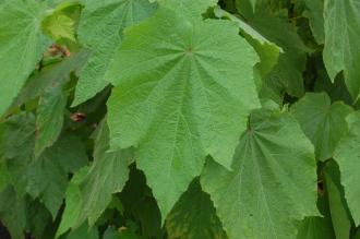 Sparmannia africana Leaf (08/11/2015, Kew Gardens, London)