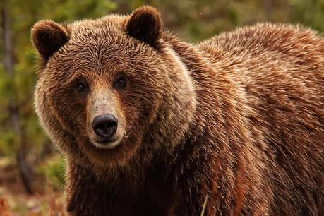 Grizzly Bears – A Solitary Animal - Paperblog