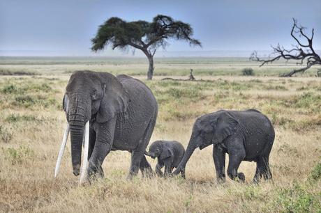 As Extinction Looms, Elephants DC Calls for Tighter International Controls To Protect Elephants