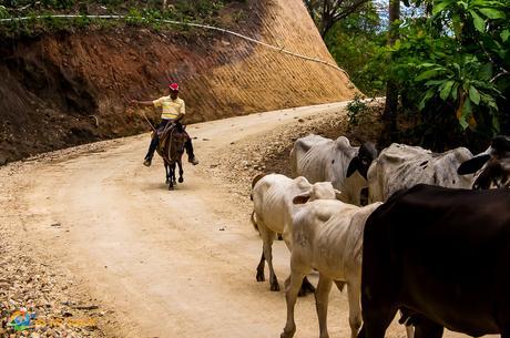 The cows just walked on by us and the Panamanian cowboy moves them along the trail.