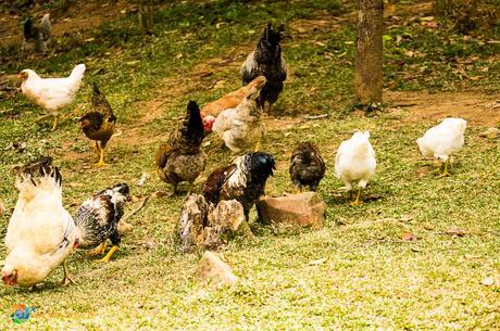 Free range chickens feeding on the seed just scattered by our host.