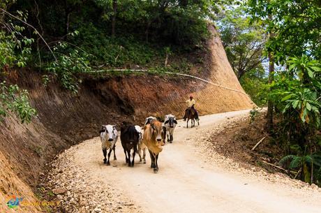 Cattle drive Panamanian style near Santa Fe, Panama.
