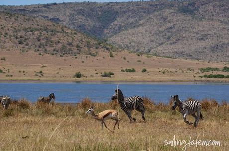 zebras and springbok