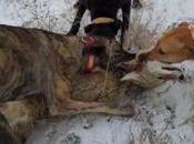 ALERT: November Hearing Capital Eliminating Back Tags Requirements Kids Being Mentored into Killing More