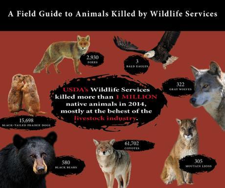 Wildlife Services