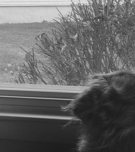 Golden Retriever dog watching bird outside window #blackandwhiteSunday