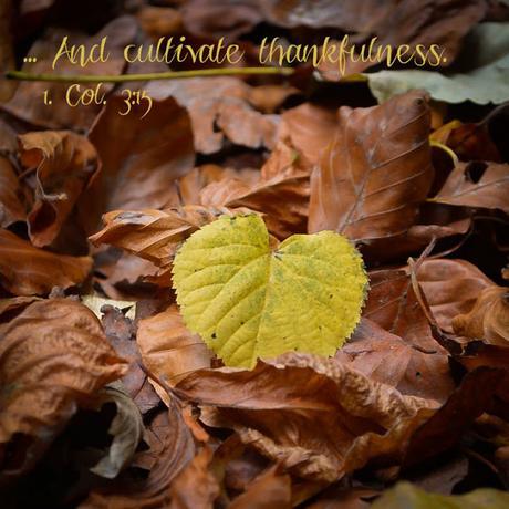 Cultivate Thankfulness