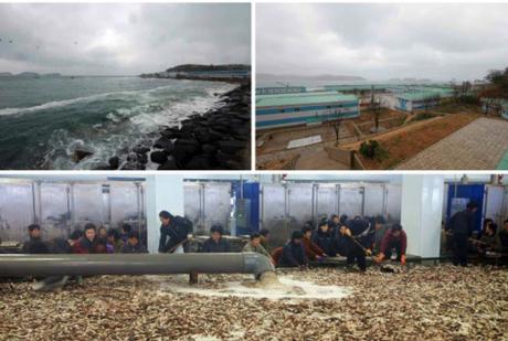 Kim Jong Un tours the August 25 Fishery Station subordinate to KPA Unit #313 (Photo: Rodong Sinmun).