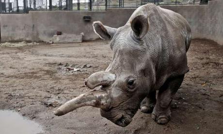 Nola dies at San Diego ~ and with her it is close to extinction !!!