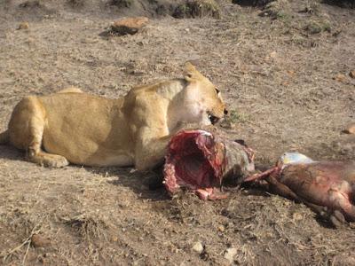 KENYAN SAFARI: Maasai Mara National Park, Guest Post by Gretchen Woelfle