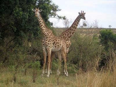 KENYAN SAFARI: Maasai Mara National Park, Guest Post by Gretchen Woelfle