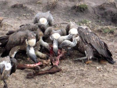 KENYAN SAFARI: Maasai Mara National Park, Guest Post by Gretchen Woelfle