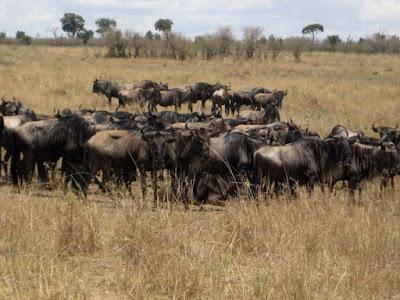 KENYAN SAFARI: Maasai Mara National Park, Guest Post by Gretchen Woelfle