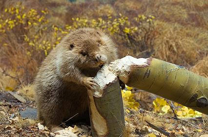 Beavers important source of dead wood in boreal forests