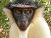 More Than Half World’s Primates Endangered Species List